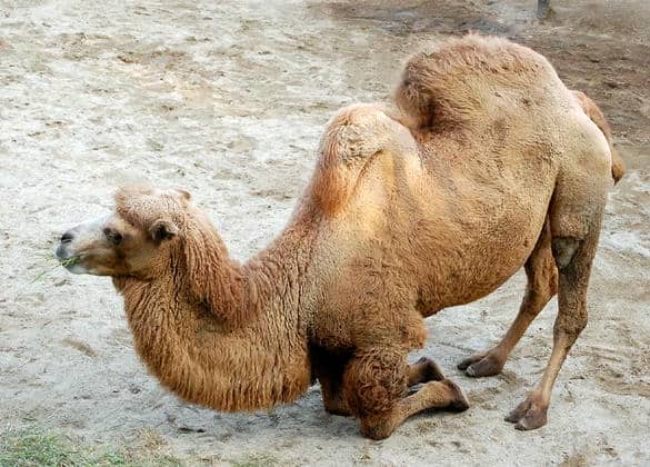 動物図鑑・フタコブラクダ